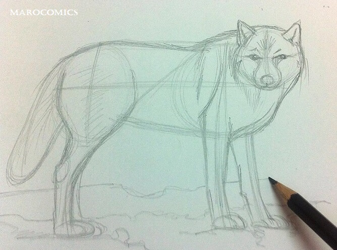 how to draw a wolf - pencil